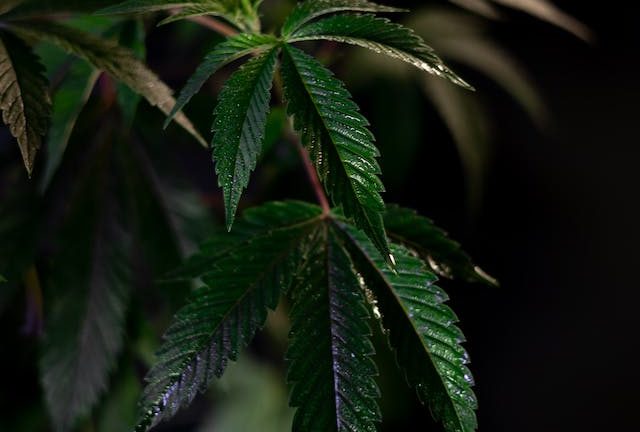 Cuisiner avec du Cannabis: Incorporer le Cannabidiol à vos Recettes Préférées